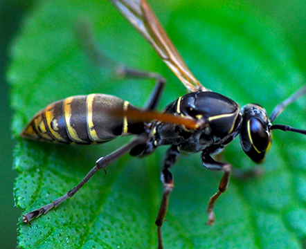 wasp