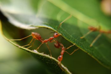 ants