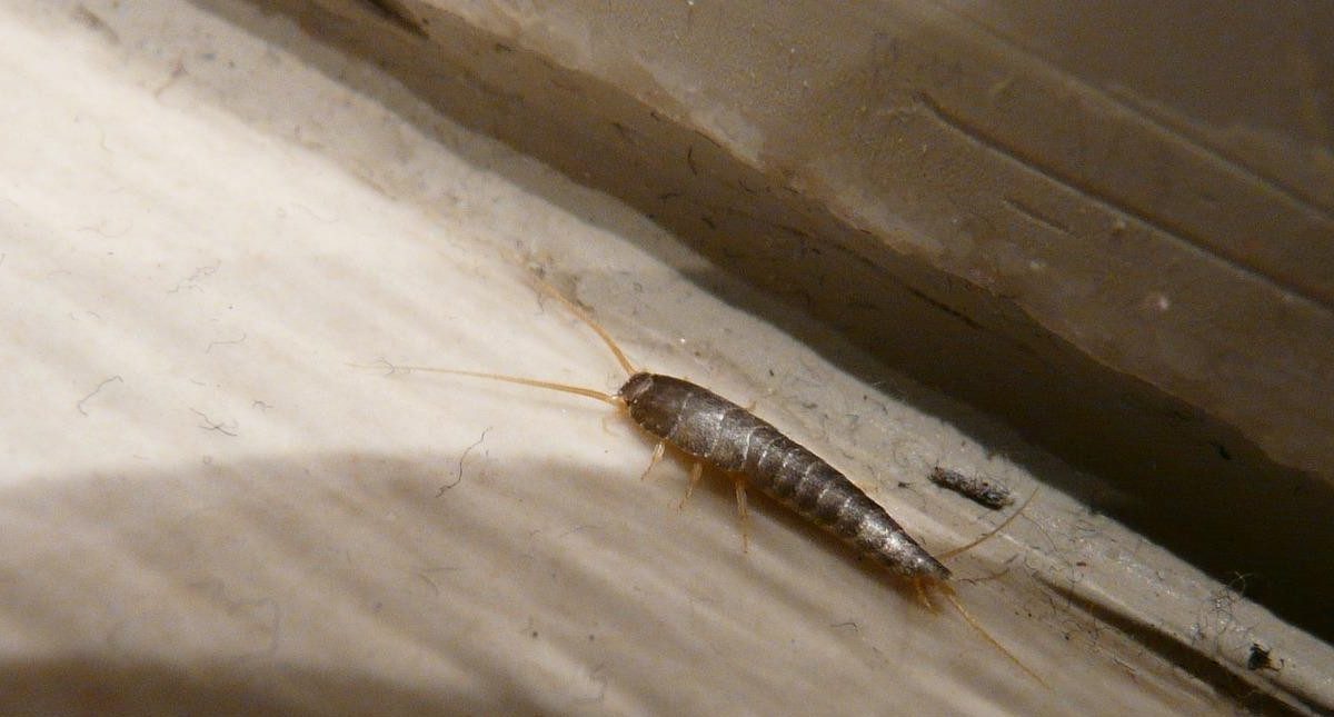 silverfish