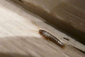 silverfish