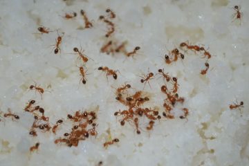 ants