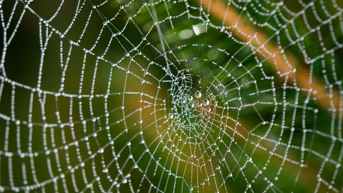 spider web