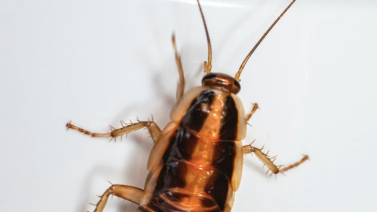 cockroach