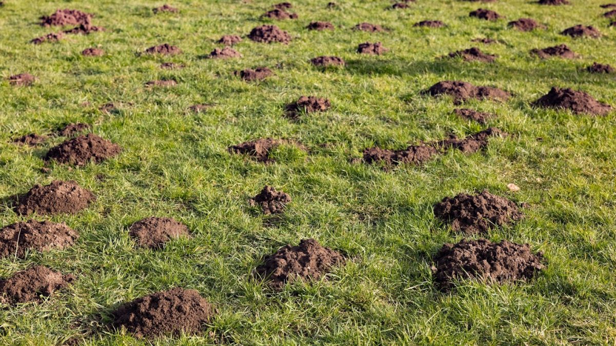 dirt mounds made from moles