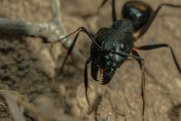 carpenter ant