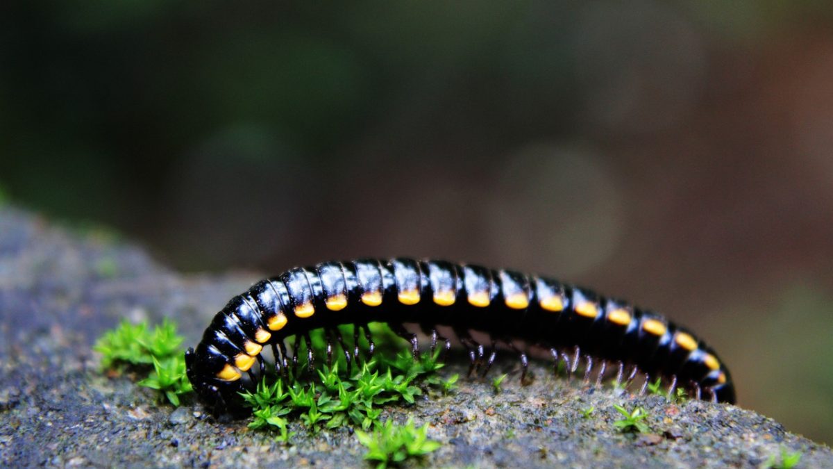 millipede
