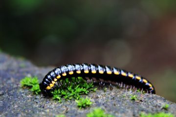 millipede