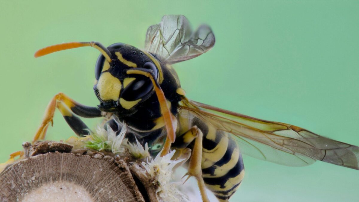 wasp on a nest