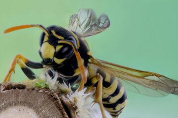 wasp on a nest