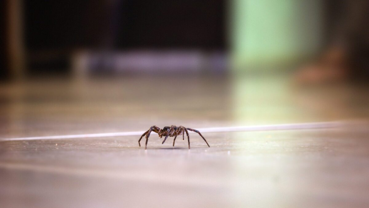 spider on the floor