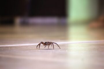 spider on the floor