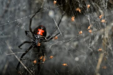 black widow spider