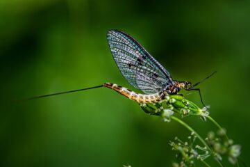 a mayfly sitting on a leaf